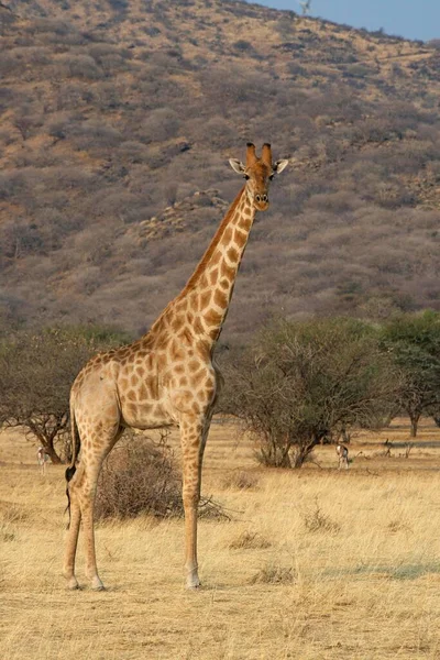 아프리카 비아의 빈트후크 지역의 지대에 Giraffa Camelopardalis — 스톡 사진