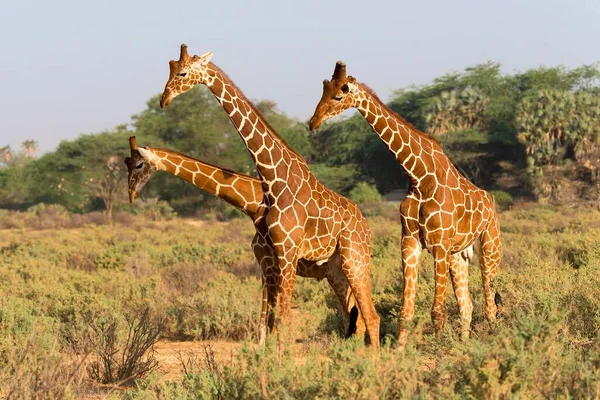 Żyrafy Siatkowe Giraffa Reticulata Camelopardalis Rezerwat Narodowy Samburu Kenia Afryka — Zdjęcie stockowe