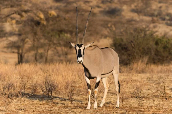 Wschodnioafrykański Oryks Oryx Beisa Rezerwat Narodowy Samburu Kenia Afryka — Zdjęcie stockowe