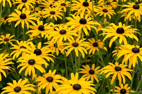 Oranžový Jehličnan Rudbeckia Fulgida Bavorsko Německo Evropa — Stock fotografie