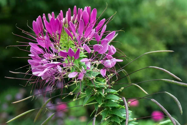 Fiore Ragno Tarenaya Hassleriana Baviera Germania Europa — Foto Stock