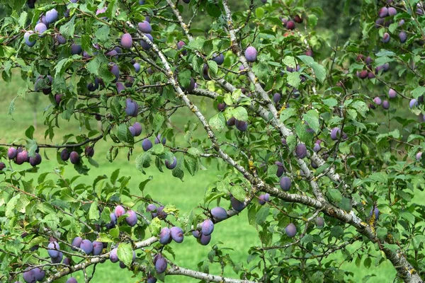 Ramo Cheio Ameixas Prunus Domestica Bad Heilbrunn Alta Baviera Baviera — Fotografia de Stock