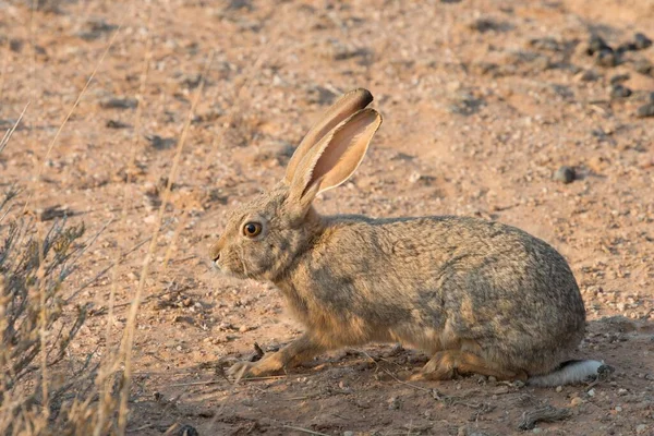 Cape Hare Lepus Capensis Kalahari Desert Namibia Africa — Stock Photo, Image