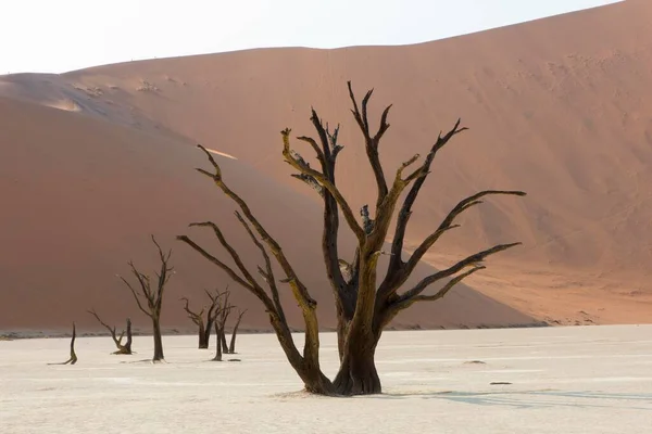 Martwe Drzewa Cierniste Wielbłąda Acacia Erioloba Deadvlei Sossusvlei Pustynia Namib — Zdjęcie stockowe