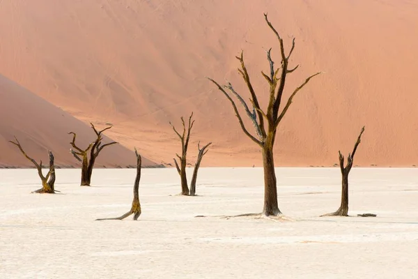 Martwe Drzewa Cierniste Wielbłąda Acacia Erioloba Deadvlei Sossusvlei Pustynia Namib — Zdjęcie stockowe