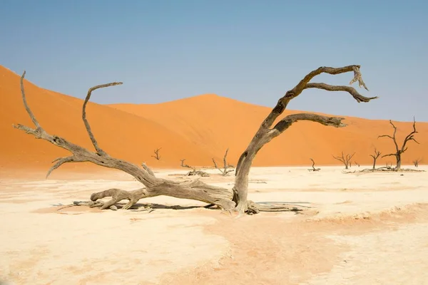 Dode Kamelendoornbomen Acacia Erioloba Deadvlei Sossusvlei Namibische Woestijn Namibië Afrika — Stockfoto