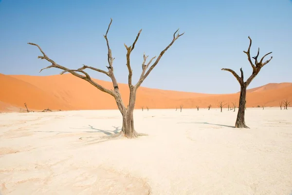 Martwe Drzewa Cierniste Wielbłąda Acacia Erioloba Deadvlei Sossusvlei Pustynia Namib — Zdjęcie stockowe