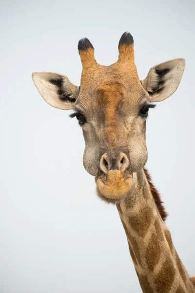 Girafa Giraffa Camelopardalis Retrato Parque Nacional Etosha Namíbia África — Fotografia de Stock