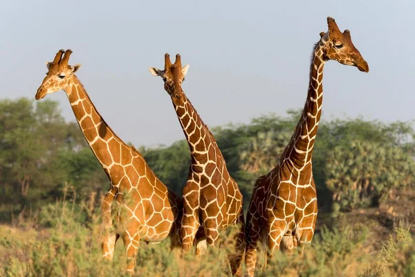 Giraffe Reticolate Giraffa Reticulata Camelopardalis Riserva Nazionale Samburu Kenya Africa — Foto Stock