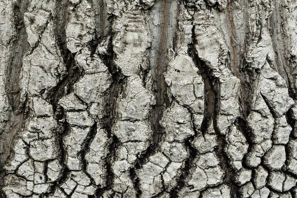 Elephant Foot Beaucarnea Stricta Tree Bark — Stock Photo, Image