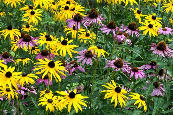 오렌지 콘프로 Rudbeckia Fulgida 콘프로 Echinacea Purpurea 바이에른 — 스톡 사진