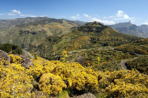 Sarı Çiçekli Boyacı Yeşili Genista Gran Kanarya Kanarya Adaları Spanya — Stok fotoğraf