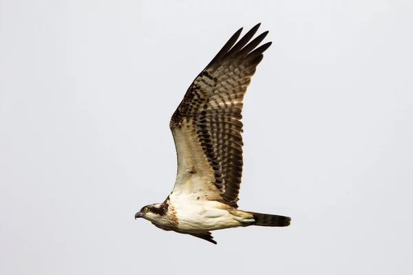 Balbuzard Pêcheur Pandion Haliaetus Vol Hesse Allemagne Europe — Photo