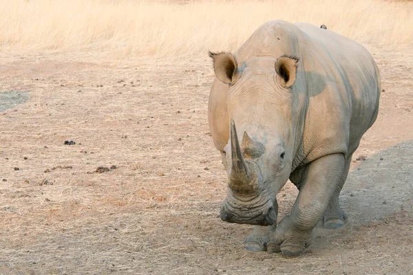 Rhinocéros Blanc Ceratotherium Simum Vue Frontale Ranch Okapuka District Windhoek — Photo