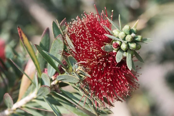 Escova Garrafa Callistemon Prevalente Austrália — Fotografia de Stock