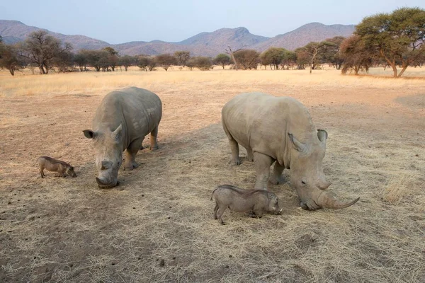 White Rhinos Ceratotherium Simum Warthogs Phacochoerus Africanus Grazing Together Okapuka — Stock Photo, Image