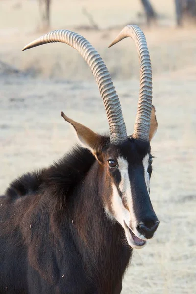 Antylopa Soborowa Hippotragus Niger Portret Ranczo Okapuka Dystrykt Windhoek Namibia — Zdjęcie stockowe