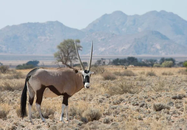 Oryx Gazella Oryx Gazella Praterie Sossusvlei Namibia Africa — Foto Stock