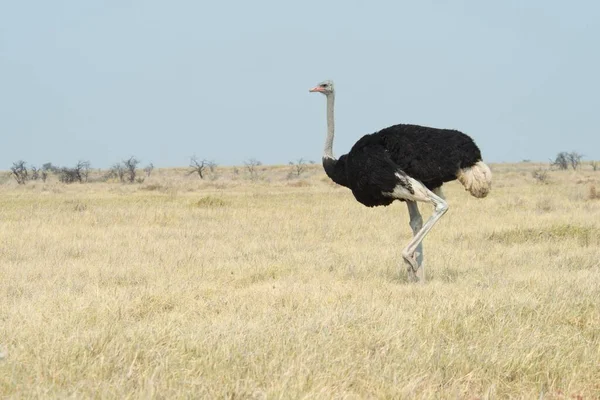 African Ostrich Struthio Camelus Etosha National Park Namibia Africa — Stock Photo, Image