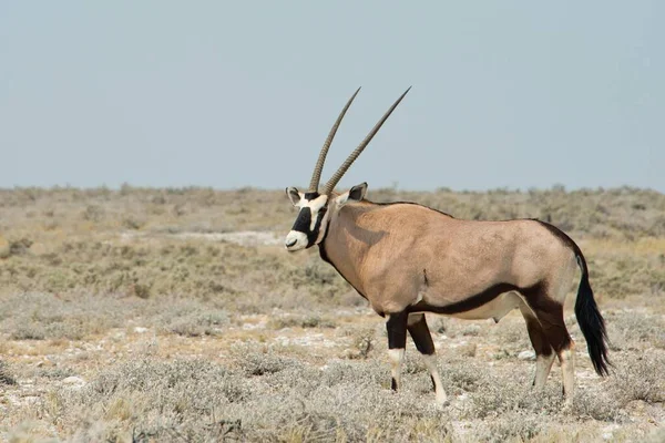Oryx Gazella Oryx Gazella Użytki Zielone Park Narodowy Etosha Namibia — Zdjęcie stockowe