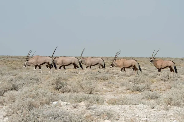 Oryx Gazella Oryx Gazella Che Attraversa Praterie Parco Nazionale Etosha — Foto Stock