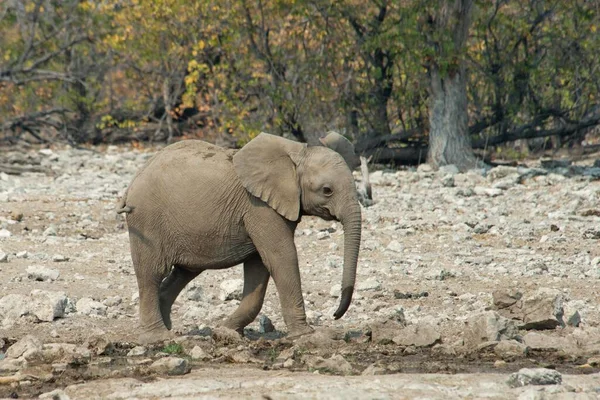 Słoń Afrykański Loxodonta Africana Młody Park Narodowy Etosha Namibia Afryka — Zdjęcie stockowe