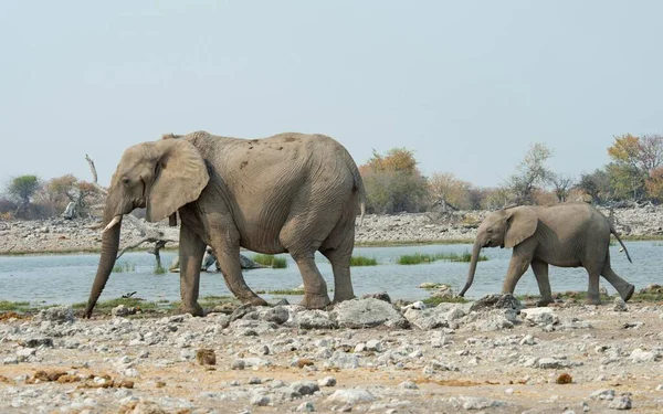 Африканські Слони Loxodonta Africana Самиці Молодими Акваторії Національного Парку Етоша — стокове фото