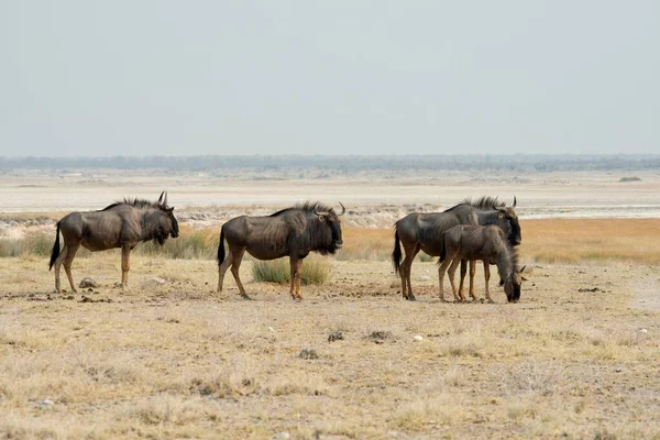 Kék Gnúd Connochaetes Taurinus Egy Sós Serpenyő Előtt Etosha Nemzeti — Stock Fotó