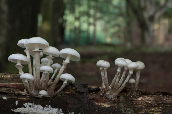 Porcelain Fungus Oudemansiella Mucida Deadwood Emsland Lower Saxony Germany Europe — Stock Photo, Image