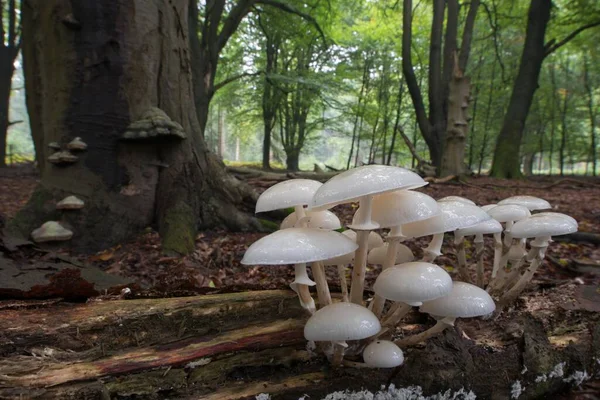 Porcelain Fungus Oudemansiella Mucida Deadwood Emsland Lower Saxony Germany Europe — Stock Photo, Image