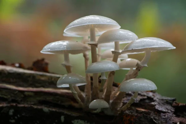 Champignon Porcelaine Oudemansiella Mucida Sur Bois Mort Emsland Basse Saxe — Photo