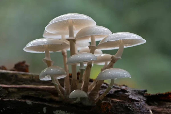 Porslinssvamp Oudemansiella Mucida Död Ved Emsland Niedersachsen Tyskland Europa — Stockfoto