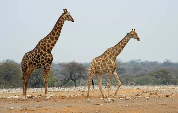 Giraffes Giraffa Camelopardalis Etosha National Park Namibia Africa — 图库照片