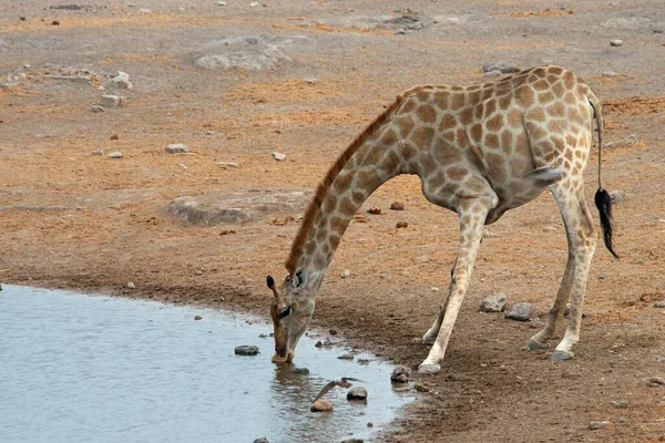 Żyrafa Giraffa Camelopardalis Pijąca Przy Wodopoju Park Narodowy Etosha Namibia — Zdjęcie stockowe