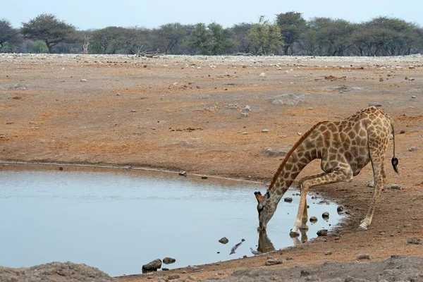 Jirafa Giraffa Camelopardalis Bebiendo Pozo Agua Parque Nacional Etosha Namibia — Foto de Stock