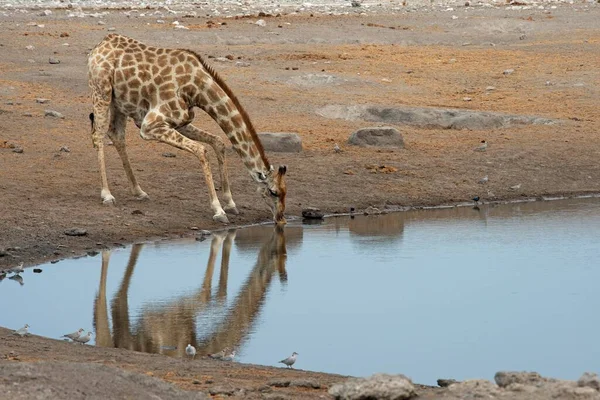 Girafe Giraffa Camelopardalis Buvant Dans Trou Eau Parc National Etosha — Photo