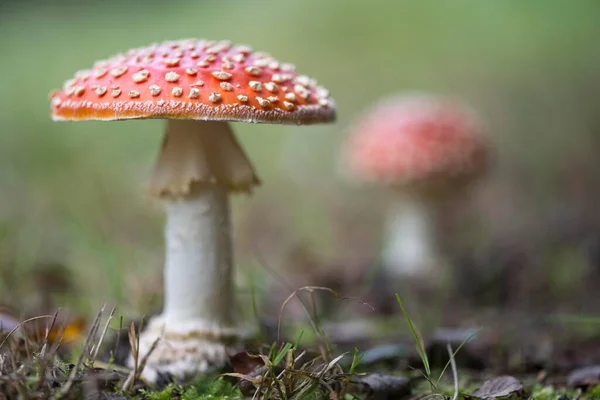 Fly Agarics Amanita Muscaria Emsland Lower Saxony Germany Europe — Stock Photo, Image