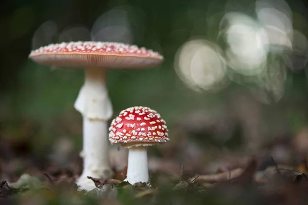 Agaros Mosca Amanita Muscaria Emsland Baja Sajonia Alemania Europa — Foto de Stock