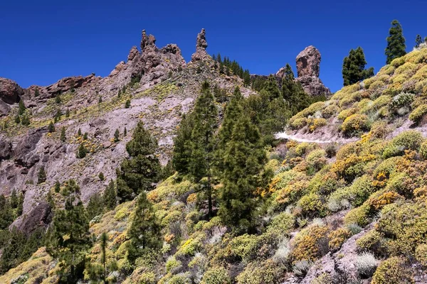 Wanderweg Zum Roque Nublo Blühende Vegetation Gelb Blühender Ginster Genista — Stockfoto