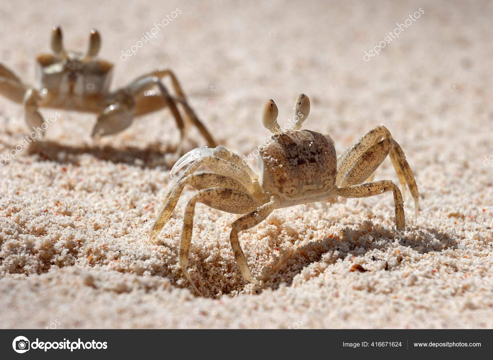 File:Zayapa (Grapsus grapsus), Las Bachas, isla Santa Cruz, islas  Galápagos, Ecuador, 2015-07-23, DD 30.jpg - Wikipedia, image size:1600x1167