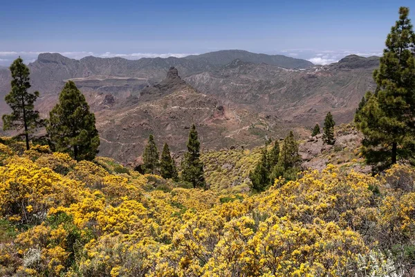 トレイルからRoque Nublo 開花植生 黄色の開花ほうき Genista カナリア島の松 Pinus Canariensis とRoque Bentayga — ストック写真