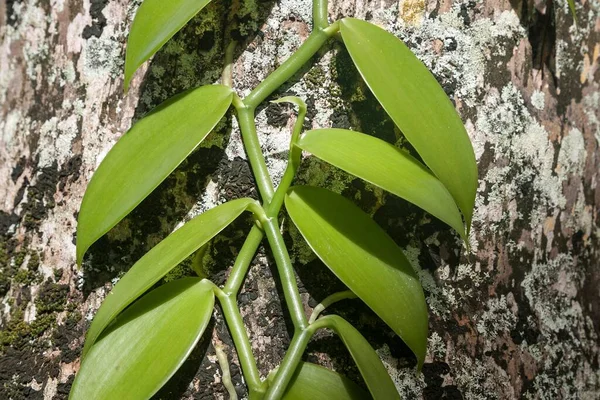 Vanilla Plant Vanilla Digue Island Seychelles Africa — Stock Photo, Image
