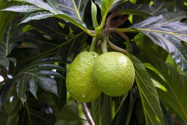 Artocarpus Altilis Digue Island Seychelles África — Fotografia de Stock