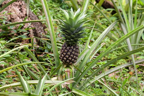 Pineapple Ananas Comosus Digue Island Seychelles Africa — Stock Photo, Image