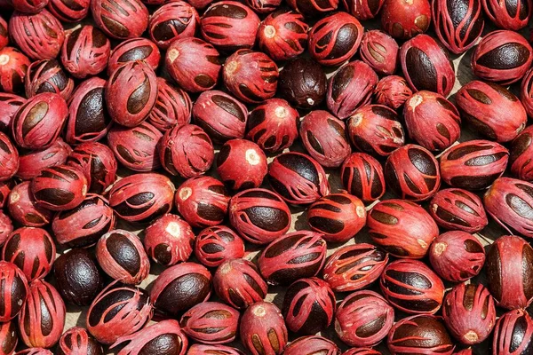 Nutmeg Myristica Fragrans Drogen Gelegd Mahe Island Seychellen Afrika — Stockfoto