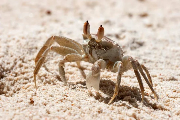 Crabe Fantôme Ocypode Dans Sable Praslin Island Seychelles Afrique — Photo