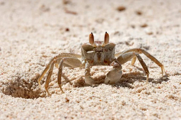 Hayalet Yengeç Ocypode Praslin Adası Seyşeller Afrika Kumda Yuvasının Yanında — Stok fotoğraf