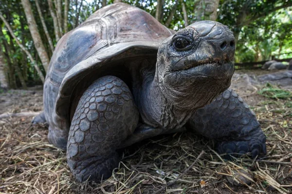 Żółw Olbrzymi Aldabrachelys Wyspa Mahe Seszele Afryka — Zdjęcie stockowe