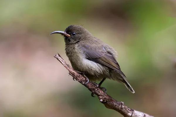 Mladý Seychely Sunbird Cinnyris Dussumieri Sedí Větvi Digue Island Seychely — Stock fotografie