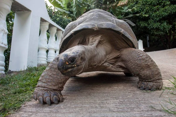 Aldabra Giant Tortoise Aldabrachelys Mahe Island Seychelles Africa — Stock Photo, Image